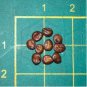 Mimosa tenuiflora 400 Seeds