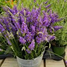Real Lavender Potted Plants 30 Seeds