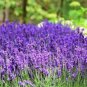 Real Lavender Potted Plants 30 Seeds