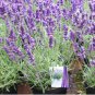 Real Lavender Potted Plants 30 Seeds