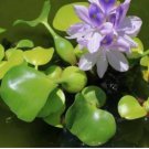 Water Hyacinth Flower Plants Lotus Live Water Hyacinth Floating Pond Aquarium 200 Seeds