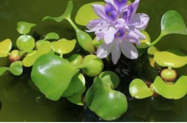 Water Hyacinth Flower Plants Lotus Live Water Hyacinth Floating Pond Aquarium 200 Seeds