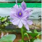 Water Hyacinth Flower Plants Lotus Live Water Hyacinth Floating Pond Aquarium 200 Seeds