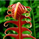 Japanese Rare Creeper Boston Fern Plant Vines Climbing Plants 200 Seeds