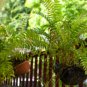 Japanese Rare Creeper Boston Fern Plant Vines Climbing Plants 200 Seeds