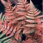 Japanese Rare Creeper Boston Fern Plant Vines Climbing Plants 200 Seeds