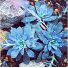 Real Blue Echeveria semillas 200 Seeds