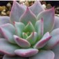Real Blue Echeveria semillas 200 Seeds