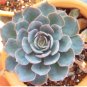 Real Blue Echeveria semillas 200 Seeds
