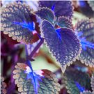 Blue Coleus Blumei Pink Edge Beautiful Unique Perillic Foliage Herb Flowers 200 Seeds