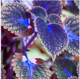 Blue Coleus Blumei Pink Edge Beautiful Unique Perillic Foliage Herb Flowers 200 Seeds