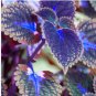 Blue Coleus Blumei Pink Edge Beautiful Unique Perillic Foliage Herb Flowers 200 Seeds