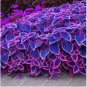 Blue Coleus Blumei Pink Edge Beautiful Unique Perillic Foliage Herb Flowers 200 Seeds