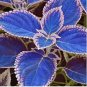 Blue Coleus Blumei Pink Edge Beautiful Unique Perillic Foliage Herb Flowers 200 Seeds