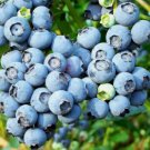 Blueberry 400 Seeds
