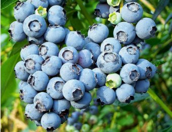 Blueberry 400 Seeds