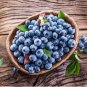 Blueberry 400 Seeds