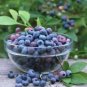 Blueberry 400 Seeds