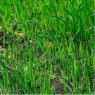 Ryegrass Grass Semente 2000 Seeds