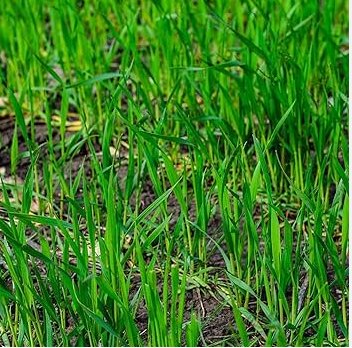 Ryegrass Grass Semente 2000 Seeds
