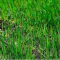 Ryegrass Grass Semente 2000 Seeds