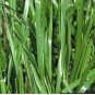 Ryegrass Grass Semente 2000 Seeds