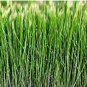Ryegrass Grass Semente 2000 Seeds