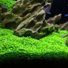 Aquarium Aquatic Water Grass Plant Glossostigma Hemianthus Callitrichoides Bonsai 600 Seeds