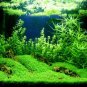 Aquarium Aquatic Water Grass Plant Glossostigma Hemianthus Callitrichoides Bonsai 600 Seeds
