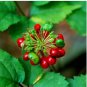 Very Popular Panax Quinquefolius Herbal Much Loved American Ginseng Perennial Herb 100 Seeds