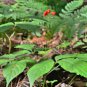 Very Popular Panax Quinquefolius Herbal Much Loved American Ginseng Perennial Herb 100 Seeds