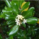 Tobira Tree Semente 120 Seeds