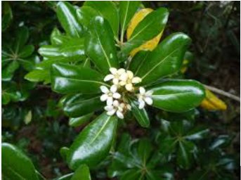 Tobira Tree Semente 120 Seeds