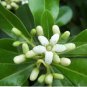 Tobira Tree Semente 120 Seeds
