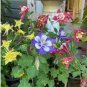 Hardy Bonsai Plant Beautiful Aquilegia Flower Mixed European Perennial Flower Bonsai 400 Seeds