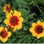 Rare Calliopsis Plants Cosmos bipinnatus Plantas Coreopsis Flower 200 Seeds