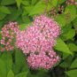 Spirea Japanese Meadowsweet 400 Seeds