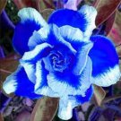 Rare Blue White Desert Rose Adenium 10 Seeds