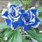 Rare Blue White Desert Rose Adenium 10 Seeds