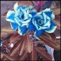 Rare Blue White Desert Rose Adenium 10 Seeds