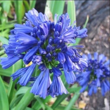 Agapanthus Africanus Beautiful 100 Seeds
