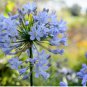 Agapanthus Africanus Beautiful 100 Seeds
