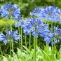 Agapanthus Africanus Beautiful 100 Seeds