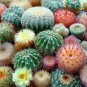 Hot Mixed Cactus Flower Litopes Succulents Perennials Herb Plants 200 Seeds