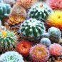 Hot Mixed Cactus Flower Litopes Succulents Perennials Herb Plants 200 Seeds