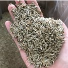 Zoysia Japonica Grass 60000 Seeds