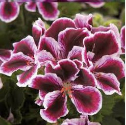 Geranium 'Martha Washington' Mixed Redish Black and Pink Purple 20 Seeds