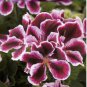 Geranium 'Martha Washington' Mixed Redish Black and Pink Purple 20 Seeds