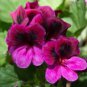 Geranium 'Martha Washington' Mixed Redish Black and Pink Purple 20 Seeds