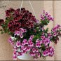 Geranium 'Martha Washington' Mixed Redish Black and Pink Purple 20 Seeds